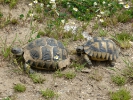 Γραικοχελώνα / Common Tortoise (Testudo graeca) (E. Stets)