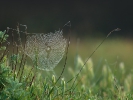 Ιστός αράχνης / Spider web (L. Simitzi)