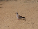  Τρυγόνι / Turtlr Dove (Streptopelia turtur) (B. Tzivintzeli) 