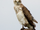 Φιδαετός / Short-toed Eagle (Circaetus gallicus) (S. Mills)