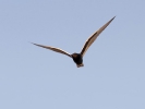 Αργυρογλάρονο / White-winged Black Tern (Chlidonias leucopterus) (G. Alexandris)