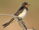 Σταβλοχελίδονο / Swallow (Hirundo rustica) (K. Panagiotidis)