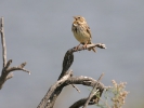 Τσιφτάς / Corn Bunting (Emberiza calandra) (B. Tsivitzeli)