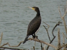Κορμοράνος / Cormorant (Phalacrocorax carbo) (E. Stets)