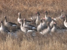 Σταχτόχηνες / Greylag Geese (Anser anser) (K. Panagiotidis)