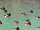 Βαλτόπαπιες / Ferruginous Ducks (Aythya nyroca) (Α. Athanasiadis)
