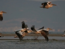 Ροδοπελεκάνοι / White Pelicans (Pelecanus onocrotalus) (A. Athanasiadis)