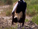 Αγκαθοκαλημάνα / Spur-winged Plover (Vanellus spinosus) (S. Mills)