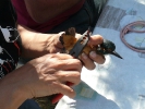 Δακτυλίωση πουλιού, Δέλτα Έβρου 2009 / Ringing bird Evros Delta 2009 (E. Stets) 