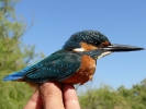Δακτυλίωση πουλιού, Δέλτα Έβρου 2009  / Ringing bird Evros Delta  2009 (E. Stets ) 