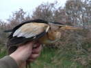 Δακτυλίωση πουλιού, Δέλτα Έβρου 2011 / Ringing bird Evros Delta 2011 (E. Stets )