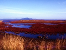 Αρμυρήθρες στην λιμνοθάλασσα Παλούκια / Saltworts in Paloukia Lagoon (A. Athanasiadis)