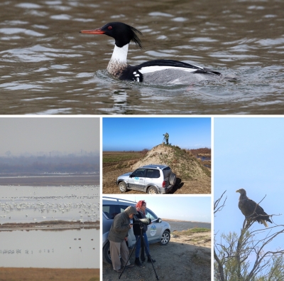The 2023 Mid-Winter Counts in Evros Delta