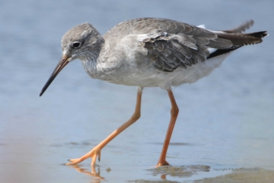 Summer Observations with record numbers of waders...