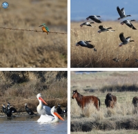 Mid-winter Counts in the Evros Delta