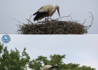 New breeding season for the Storks of Evros Delta New breeding season for the Storks of Evros Delta