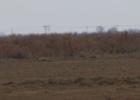 The Lesser White-fronted Geese back in Evros Delta! The Lesser White-fronted Geese back in Evros Delta!