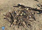 Breeding of terns and waders in the islets of the Delta... Breeding of terns and waders in the islets of the Delta...