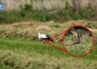 White Stork Ring Recovery White Stork Ring Recovery