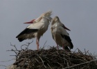 WHITE STORK BREEDING CENSUS IN POROS WHITE STORK BREEDING CENSUS IN POROS