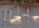 MIDWINTER COUNTS IN EVROS DELTA MIDWINTER COUNTS IN EVROS DELTA