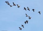New waterfowl record in Evros Delta! New waterfowl record in Evros Delta!