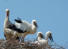 White Stork Census in Evros White Stork Census in Evros