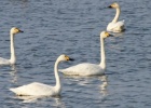 Extraordinary swan records in Evros Delta Extraordinary swan records in Evros Delta