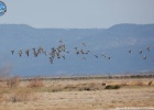 LIFE Project for the Lesser White-fronted Goose in Europe LIFE Project for the Lesser White-fronted Goose in Europe