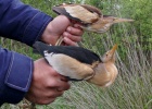 Final spring ringing report Final spring ringing report