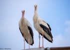 White Stork ring recovery in Soufli! White Stork ring recovery in Soufli!