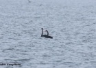 And Black Swans in Evros Delta… And Black Swans in Evros Delta…