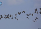 Bewick’s Swans Record in the Mid-Winter Counts in the Evros Delta Bewick’s Swans Record in the Mid-Winter Counts in the Evros Delta