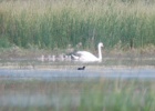 The ugly ducklings becoming swans... The ugly ducklings becoming swans...