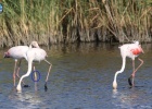 25 year old Flamingo in Evros Delta Wetland 25 year old Flamingo in Evros Delta Wetland