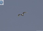 Bird breeding period in the Evros Delta Bird breeding period in the Evros Delta