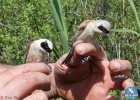 Spring ringing expedition in Evros Delta Spring ringing expedition in Evros Delta