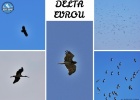 LARGE CONCENTRATIONS OF MIGRATING BIRDS OVER THE EVROS DELTA LARGE CONCENTRATIONS OF MIGRATING BIRDS OVER THE EVROS DELTA
