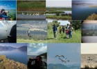 The 1st Pelican census covering all of SE Europe and Turkey The 1st Pelican census covering all of SE Europe and Turkey