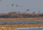 MIDWINTER COUNTS IN EVROS DELTA MIDWINTER COUNTS IN EVROS DELTA