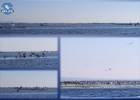 International arrivals in the Wetland ... International arrivals in the Wetland ...