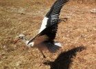 White stork release after rehabilitation White stork release after rehabilitation