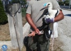 Stork rescue in Feres Stork rescue in Feres