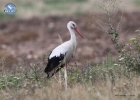 White Stork recovery from Poland White Stork recovery from Poland