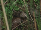 Νεροχελώνες / Terrapins (A. Athanasiadis)