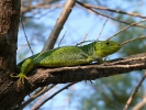 Τρανόσαυρα / Balkan Emerald Lizard (Lacerta trilineata) (E. Stets)