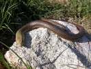 Τυφλίτης / European Legless Lizzard (Pseudopus apodus) 