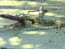 Νερόφιδο (Natrix natrix) (K. Panagiotidis)