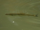 Ποταμοκέφαλοs Leuciscus cephalus) (K. Panagiotidis)