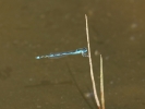 Λιβελούλα / Dragonfly (K. Panagiotidis